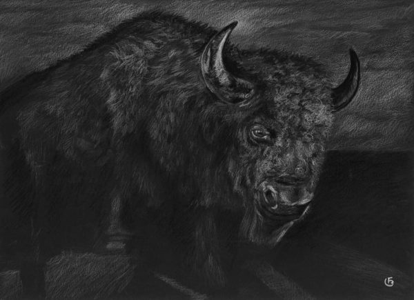 Bison - Illustration