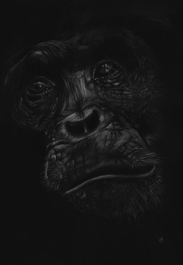 chimpanzée portrait crayon