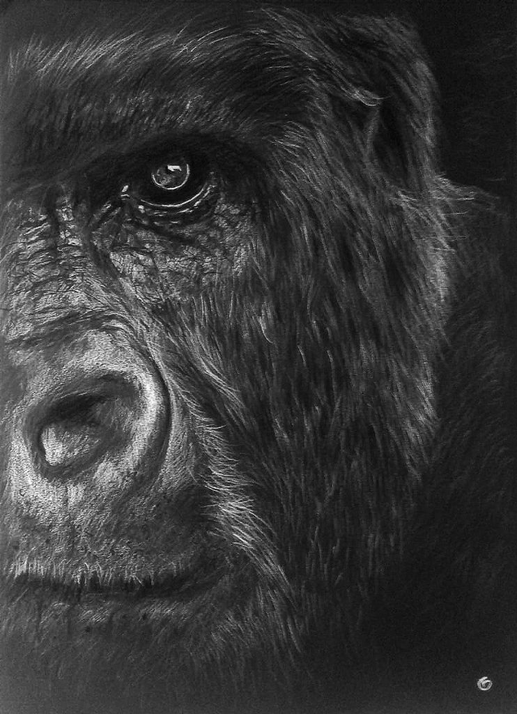 Gorille dessin portrait pastels secs